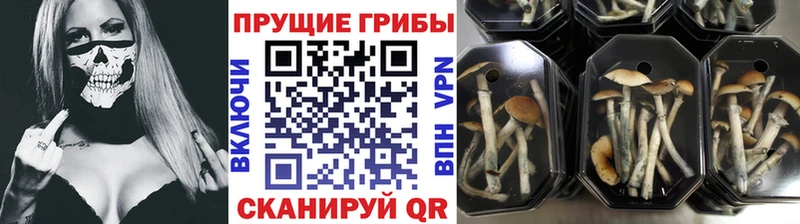 Купить закладки  Касимов  Галлюциногенные грибы Cubensis 