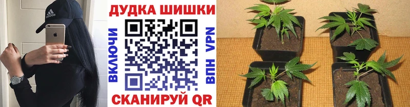 МАРИХУАНА индика  Купить закладки  Касимов 
